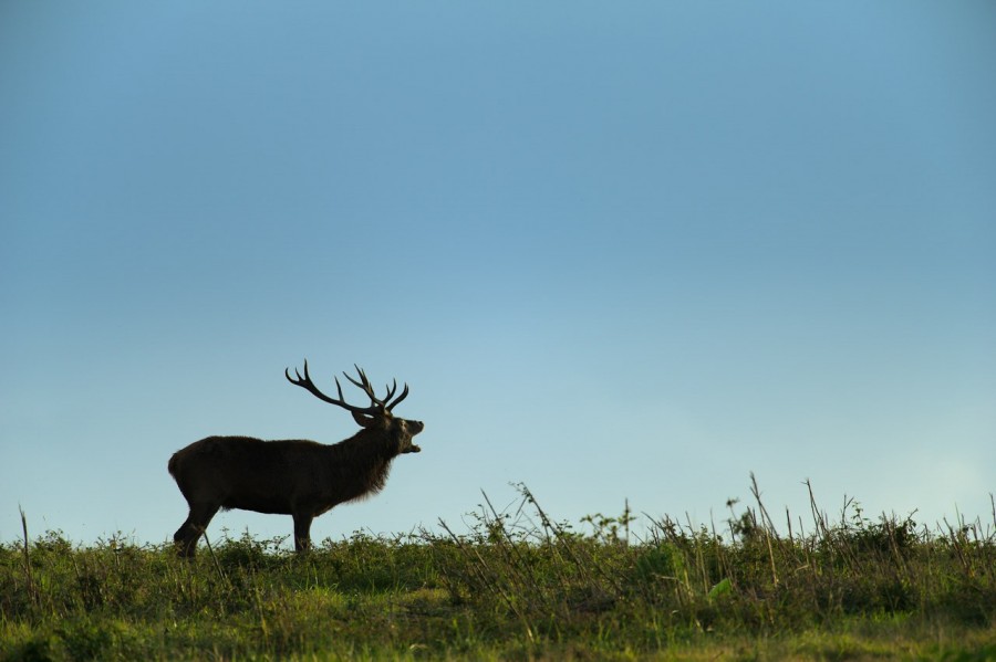 Cerf élaphe en couleur pendant le brame du cerf en Charente-Mar Cerf élaphe en couleur pendant le brame du cerf en Charente-Mar