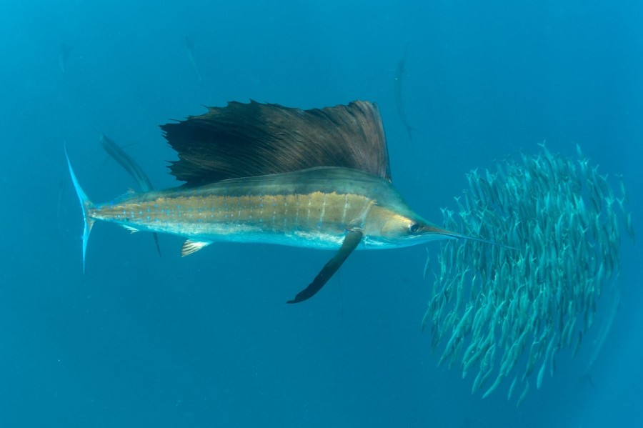 Amar Guillen underwater professional photographer Amar Guillen underwater professional photographer