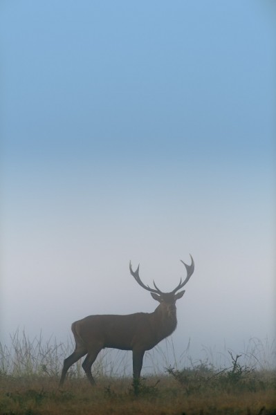 Cerf élaphe en couleur pendant le brame du cerf en Charente-Mar Cerf élaphe en couleur pendant le brame du cerf en Charente-Mar