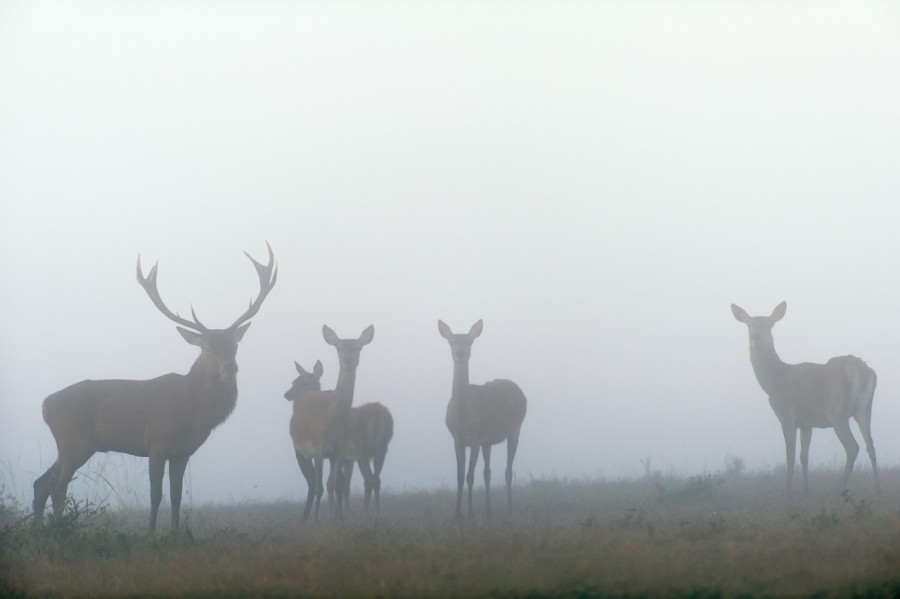 Cerf élaphe en couleur pendant le brame du cerf en Charente-Mar Cerf élaphe en couleur pendant le brame du cerf en Charente-Mar