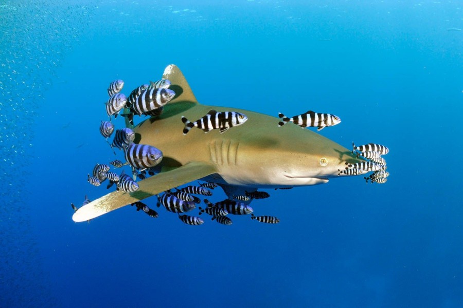 Amar Guillen underwater professional photographer Amar Guillen underwater professional photographer
