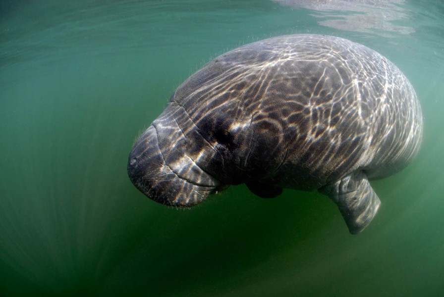 Amar Guillen underwater professional photographer Amar Guillen underwater professional photographer