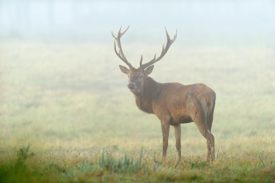 Cerf élaphe en couleur pendant le brame du cerf en Charente-Mar Cerf élaphe en couleur pendant le brame du cerf en Charente-Mar