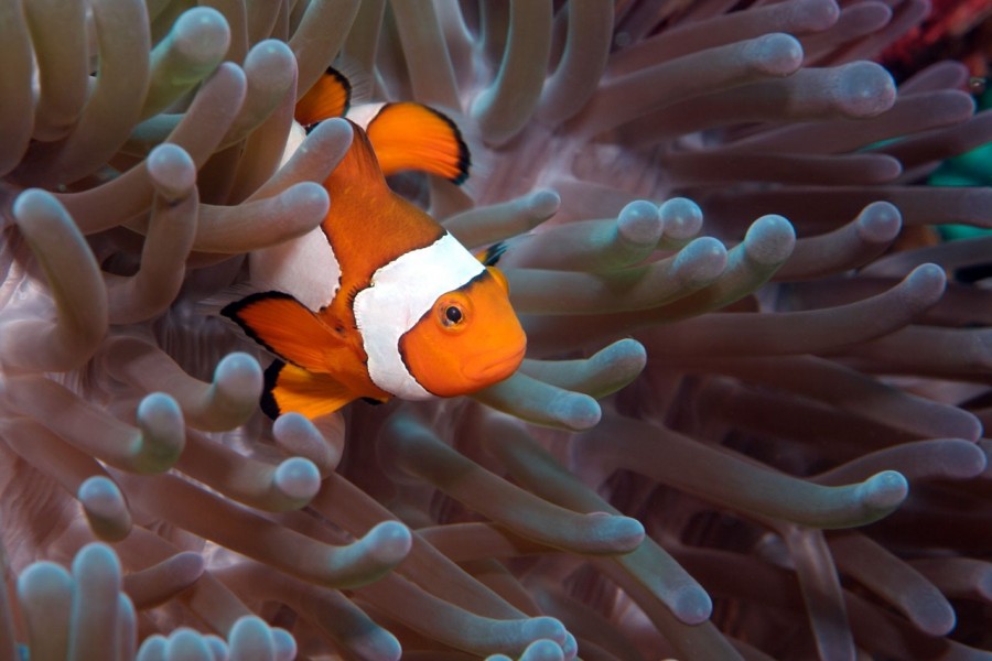 Amar Guillen underwater professional photographer Amar Guillen underwater professional photographer