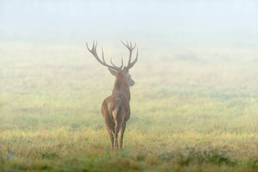 Cerf élaphe en couleur pendant le brame du cerf en Charente-Mar Cerf élaphe en couleur pendant le brame du cerf en Charente-Mar
