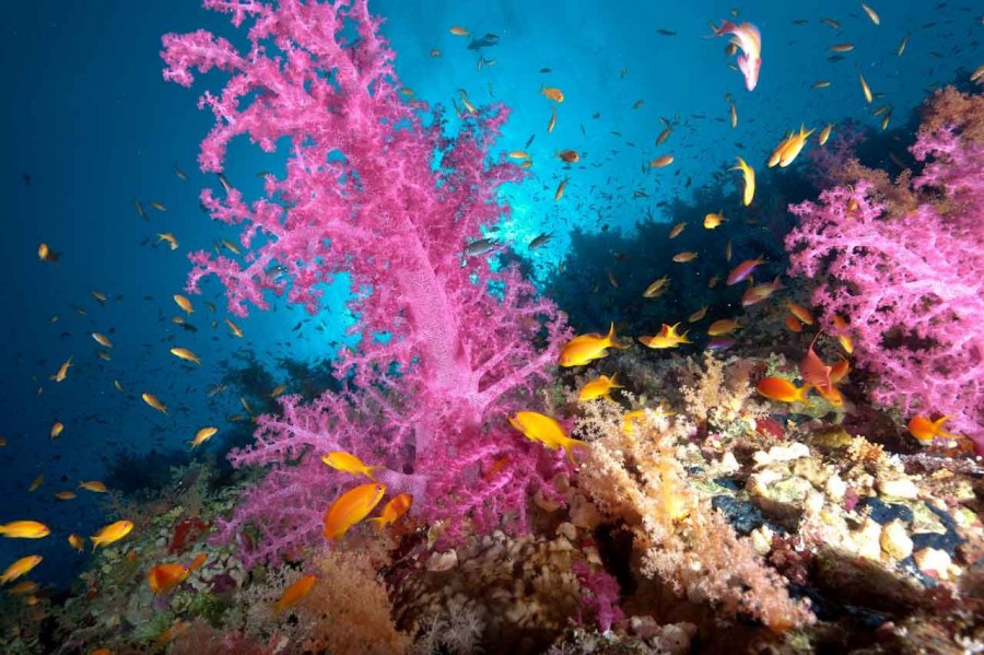 Amar Guillen underwater professional photographer Amar Guillen underwater professional photographer