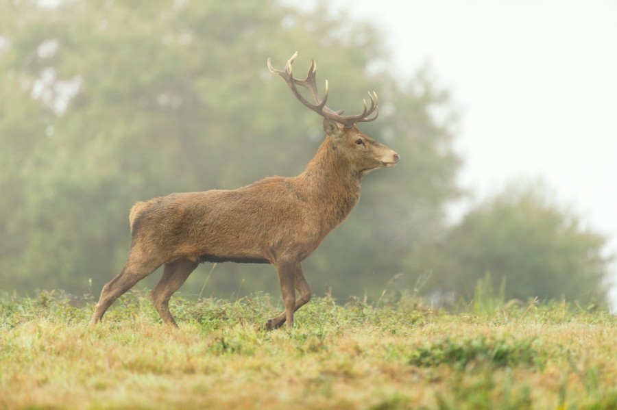 Cerf élaphe en couleur pendant le brame du cerf en Charente-Mar Cerf élaphe en couleur pendant le brame du cerf en Charente-Mar
