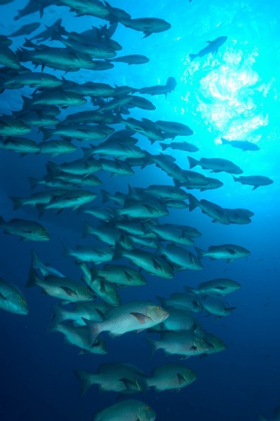 Amar Guillen underwater professional photographer Amar Guillen underwater professional photographer