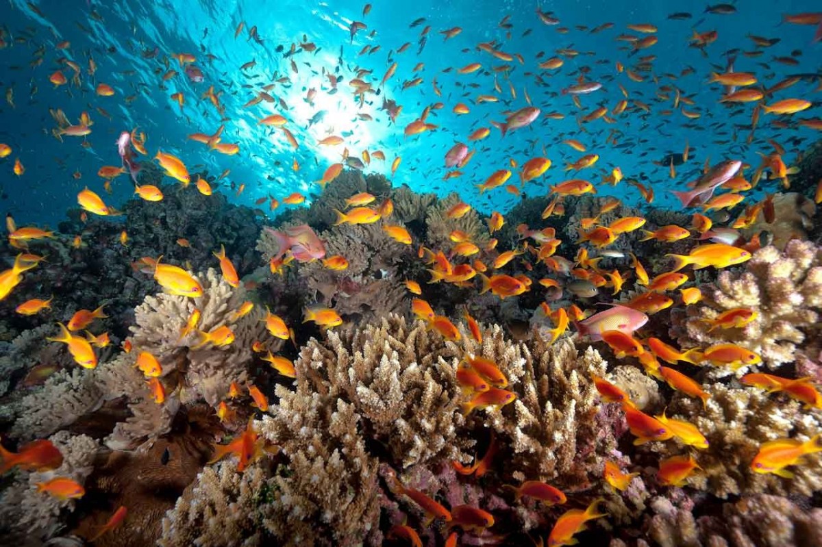 Professional Underwater Photographer Artist