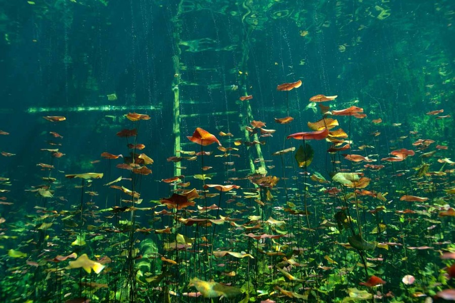 Amar Guillen underwater professional photographer Amar Guillen underwater professional photographer