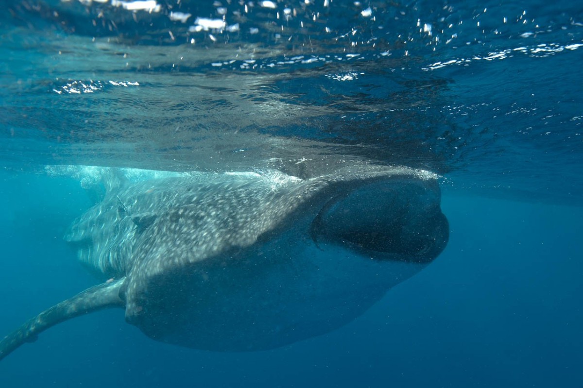 Professional Underwater Photographer Artist