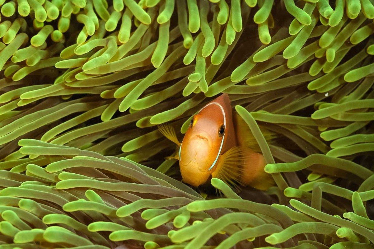 Professional Underwater Photographer Artist