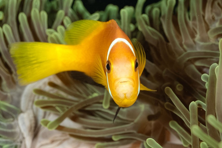 Amar Guillen underwater professional photographer Amar Guillen underwater professional photographer
