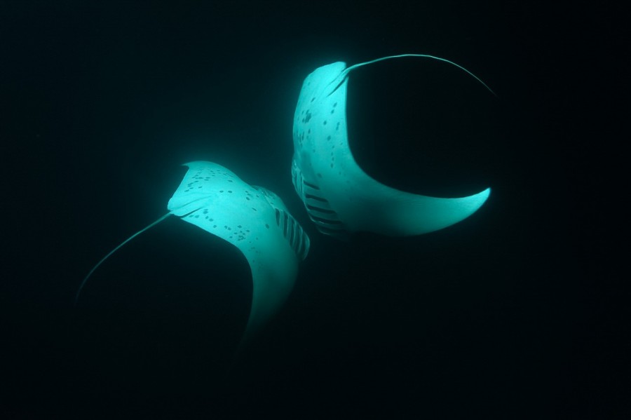 Amar Guillen underwater professional photographer Amar Guillen underwater professional photographer