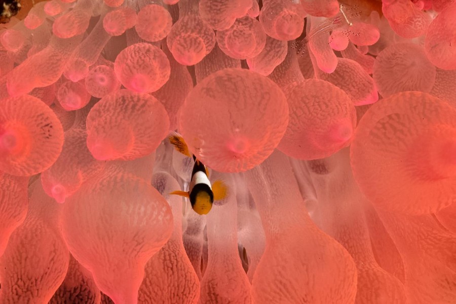 Amar Guillen underwater professional photographer Amar Guillen underwater professional photographer