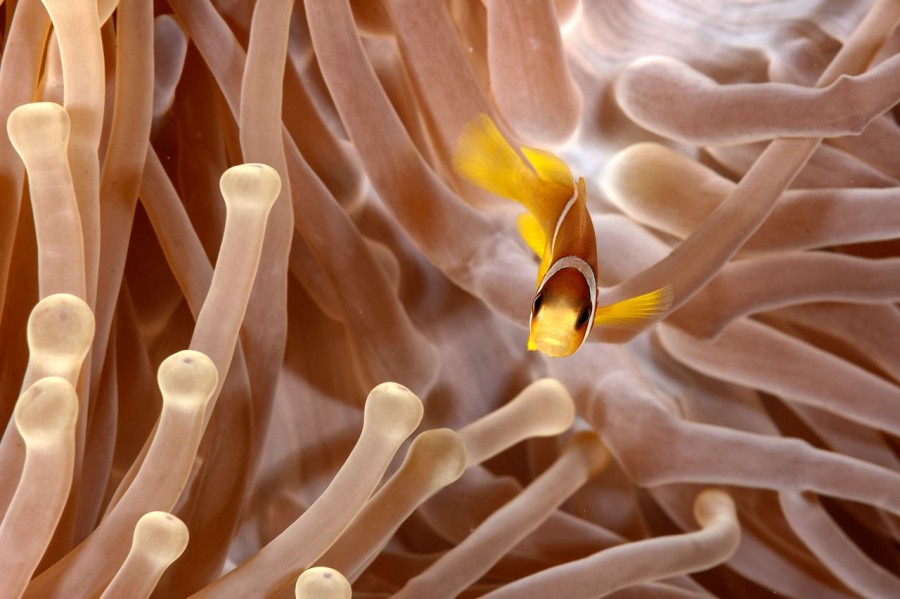 Amar Guillen underwater professional photographer Amar Guillen underwater professional photographer