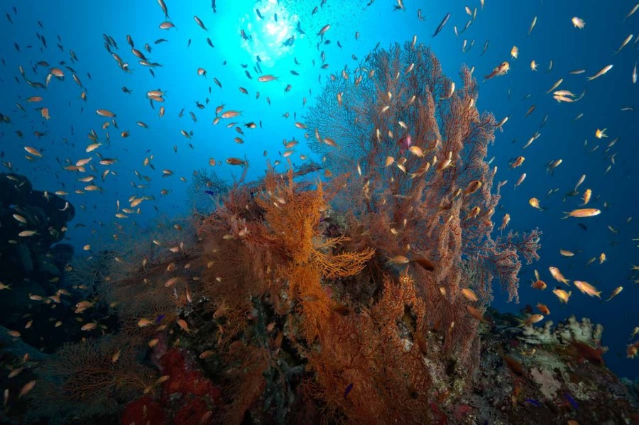 Amar Guillen underwater professional photographer Amar Guillen underwater professional photographer