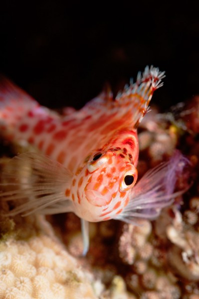 Amar Guillen underwater professional photographer Amar Guillen underwater professional photographer