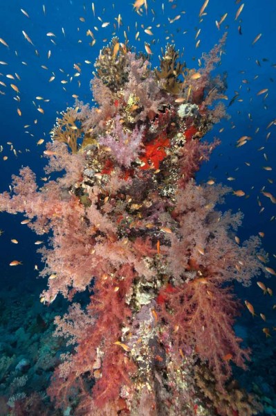 Amar Guillen underwater professional photographer Amar Guillen underwater professional photographer
