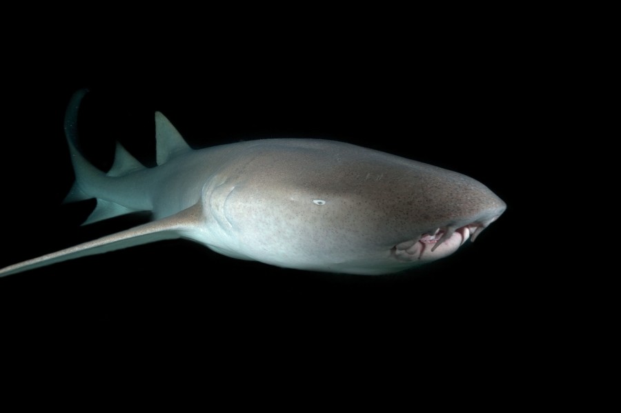 Amar Guillen underwater professional photographer Amar Guillen underwater professional photographer