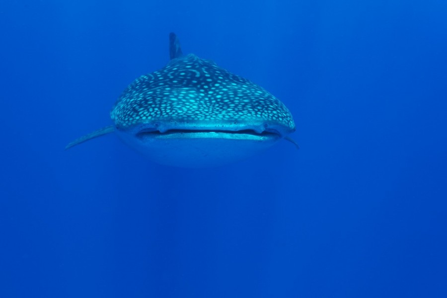 Amar Guillen underwater professional photographer Amar Guillen underwater professional photographer