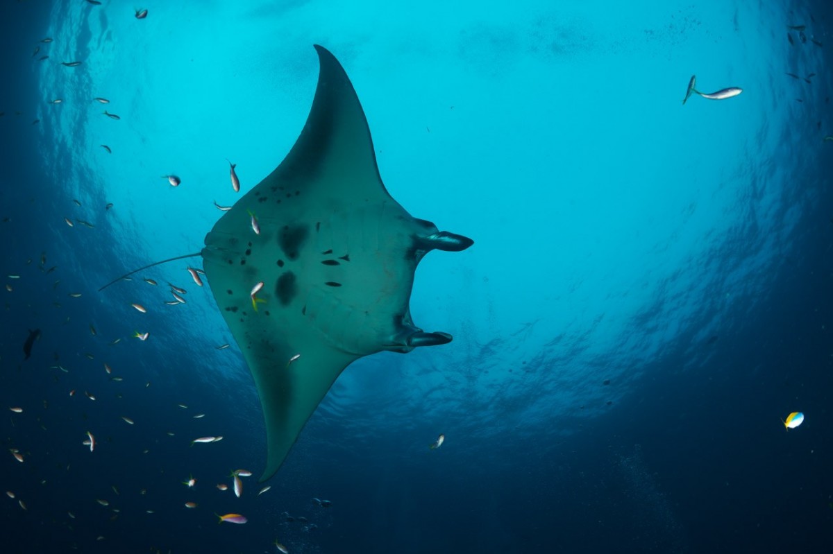 Professional Underwater Photographer Artist