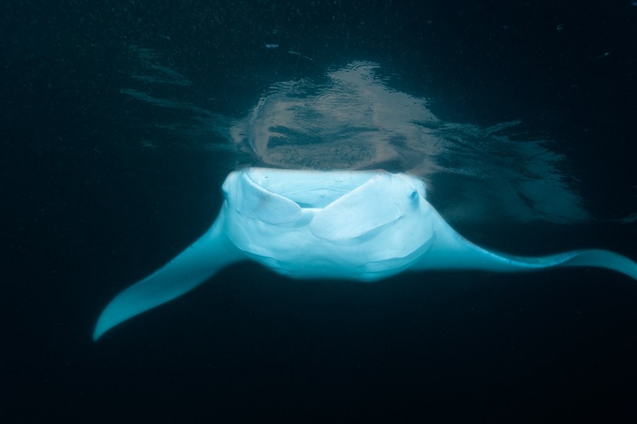 Amar Guillen underwater professional photographer Amar Guillen underwater professional photographer