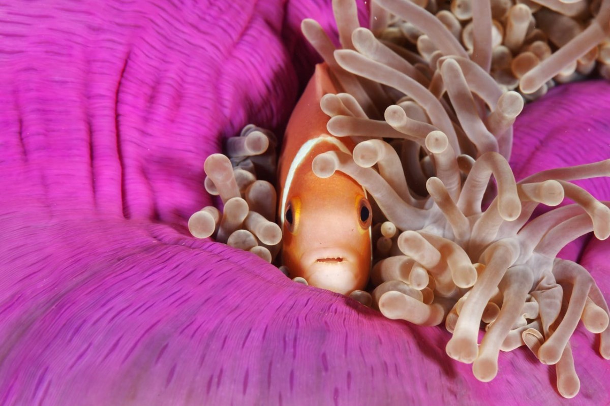 Professional Underwater Photographer Artist