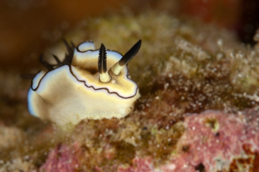 Amar Guillen underwater professional photographer Amar Guillen underwater professional photographer