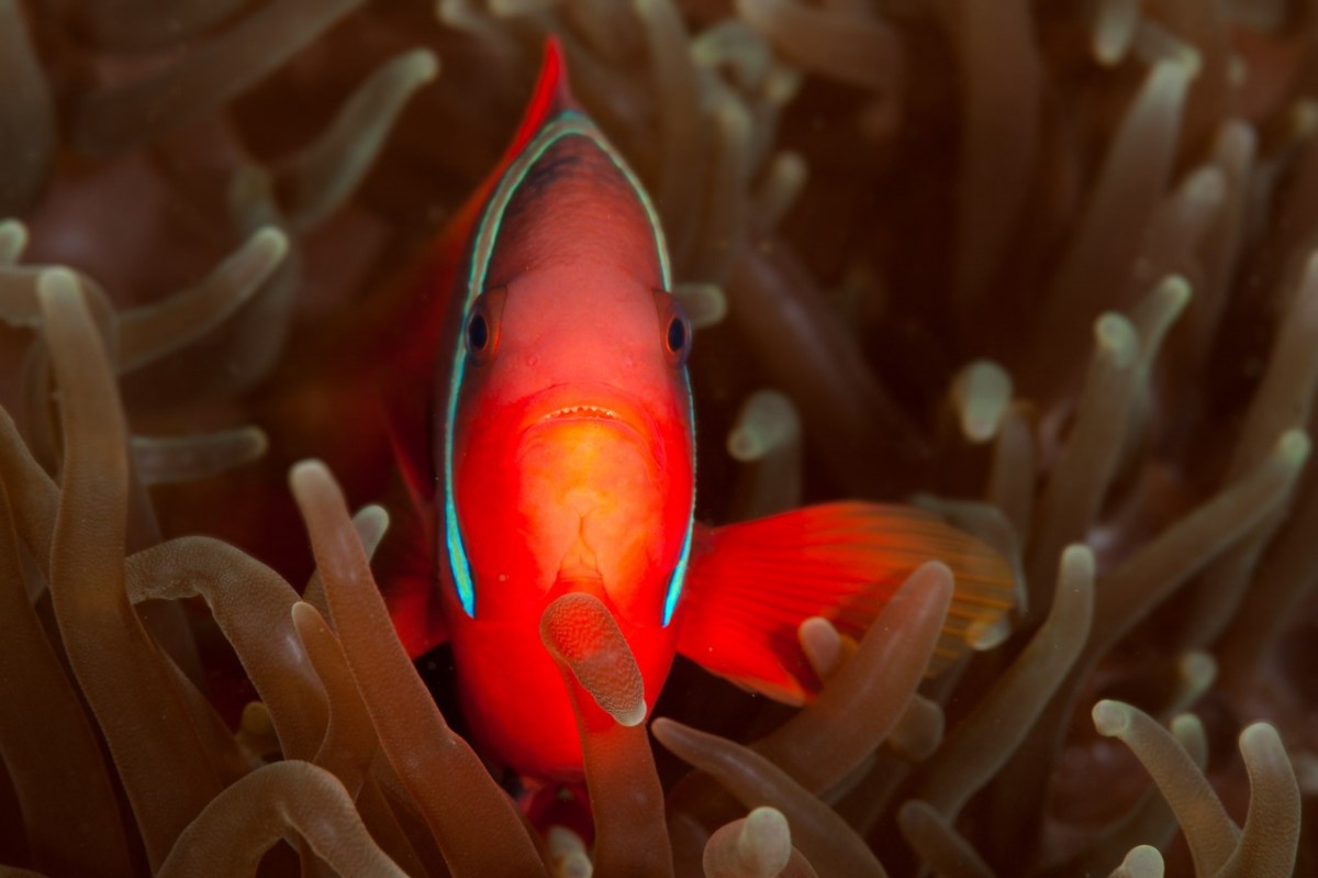 Professional Underwater Photographer Artist