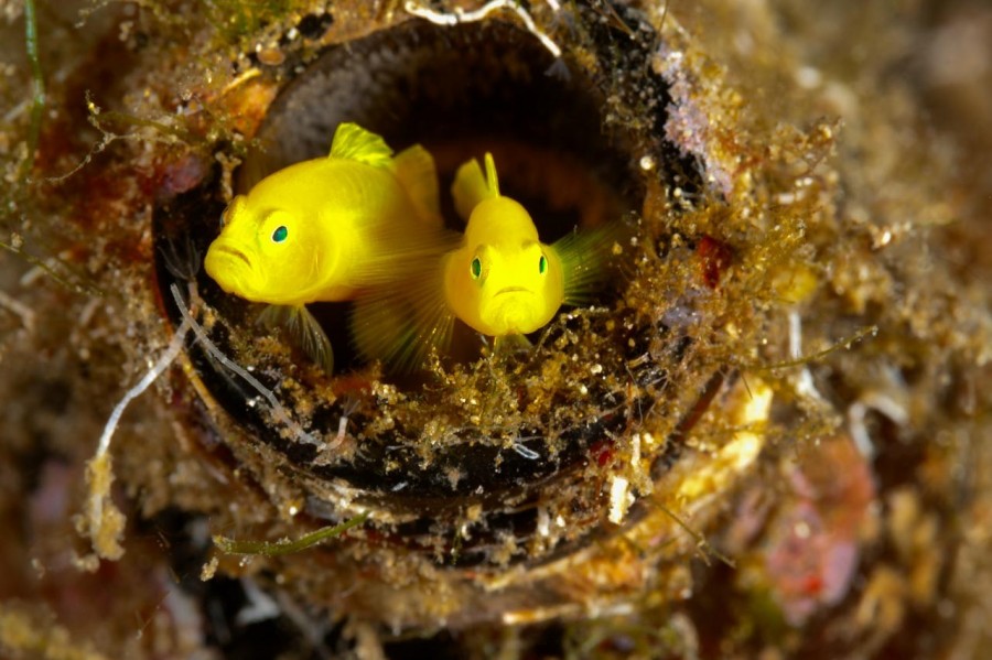 Amar Guillen underwater professional photographer Amar Guillen underwater professional photographer