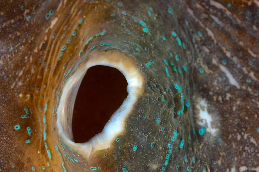 Amar Guillen underwater professional photographer Amar Guillen underwater professional photographer