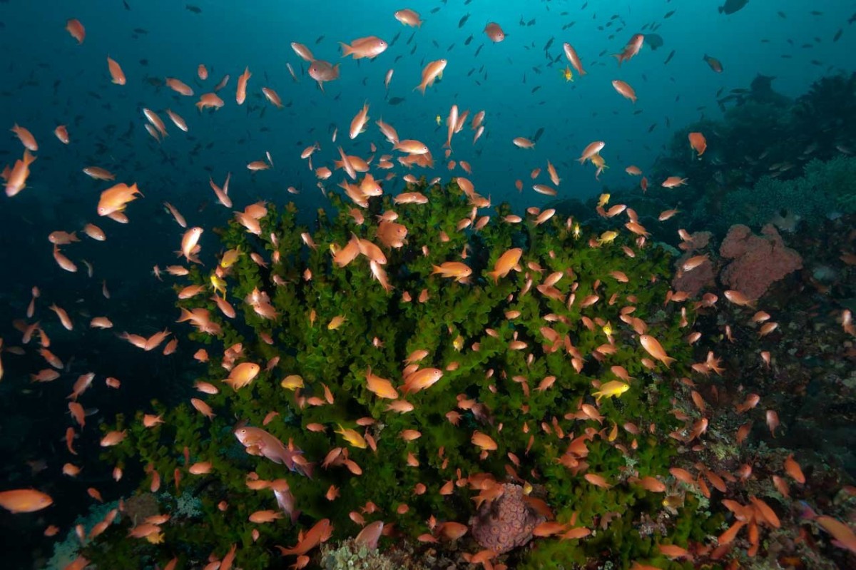 Professional Underwater Photographer Artist