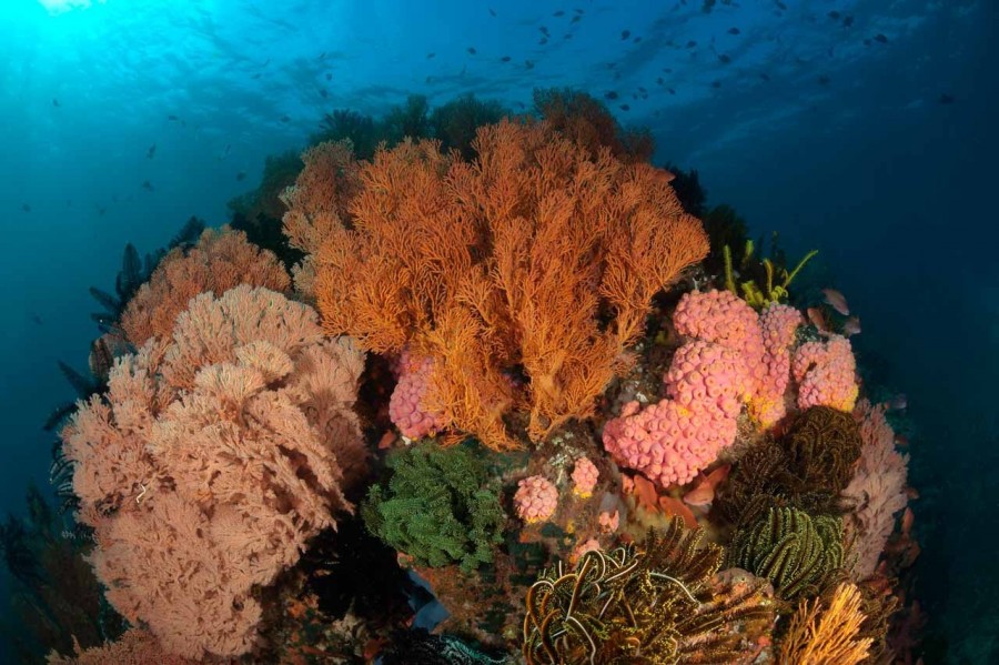 Amar Guillen underwater professional photographer Amar Guillen underwater professional photographer