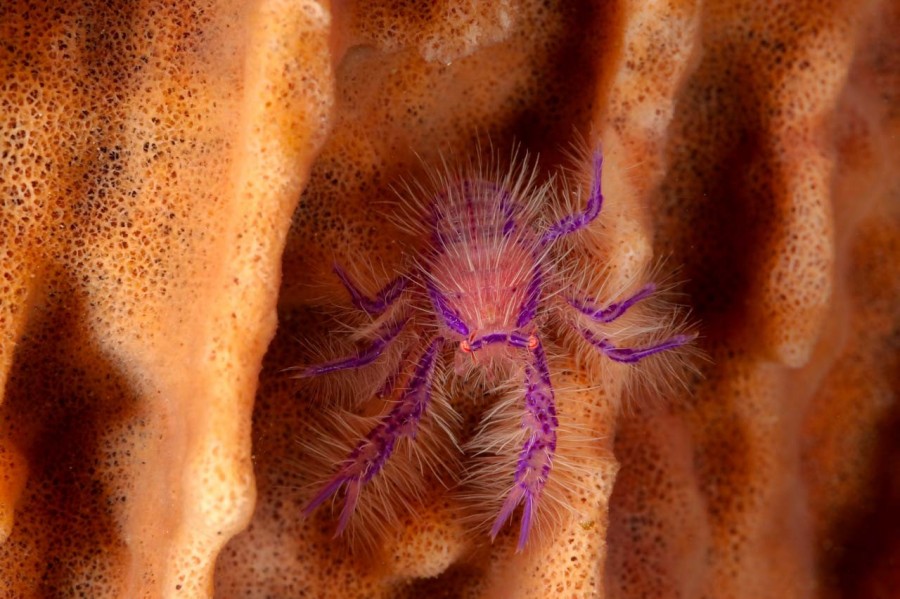 Amar Guillen underwater professional photographer Amar Guillen underwater professional photographer