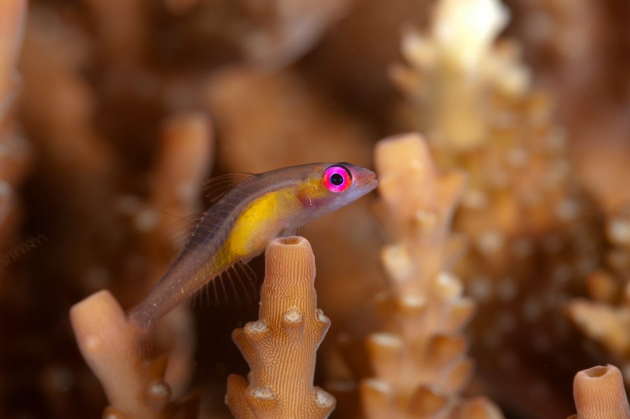 Amar Guillen underwater professional photographer Amar Guillen underwater professional photographer
