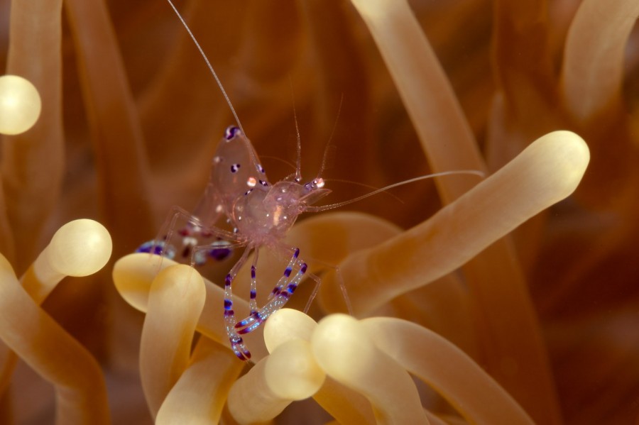 Amar Guillen underwater professional photographer Amar Guillen underwater professional photographer