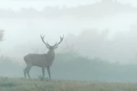 The Bugle of the Red Deer in Charente-Maritime, West of France