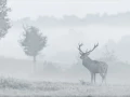 Cerf élaphe pendant le brame du cerf en Charente-Maritime