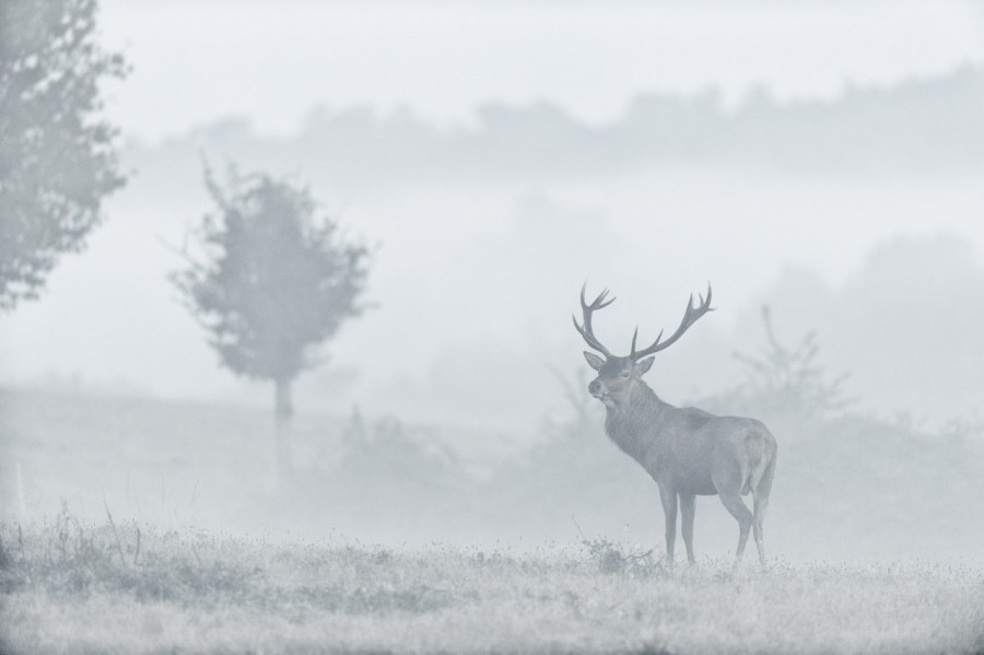 Cerf élaphe pendant le brame du cerf en Charente-Maritime Cerf élaphe pendant le brame du cerf en Charente-Maritime