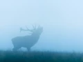 Cerf élaphe pendant le brame du cerf en Charente-Maritime