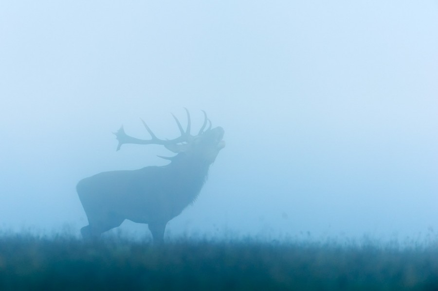 Cerf élaphe pendant le brame du cerf en Charente-Maritime Cerf élaphe pendant le brame du cerf en Charente-Maritime