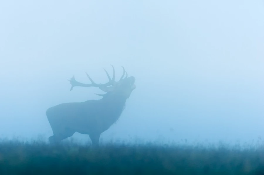 Cerf élaphe pendant le brame du cerf en Charente-Maritime Cerf élaphe pendant le brame du cerf en Charente-Maritime