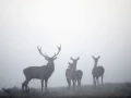 Cerf élaphe pendant le brame du cerf en Charente-Maritime