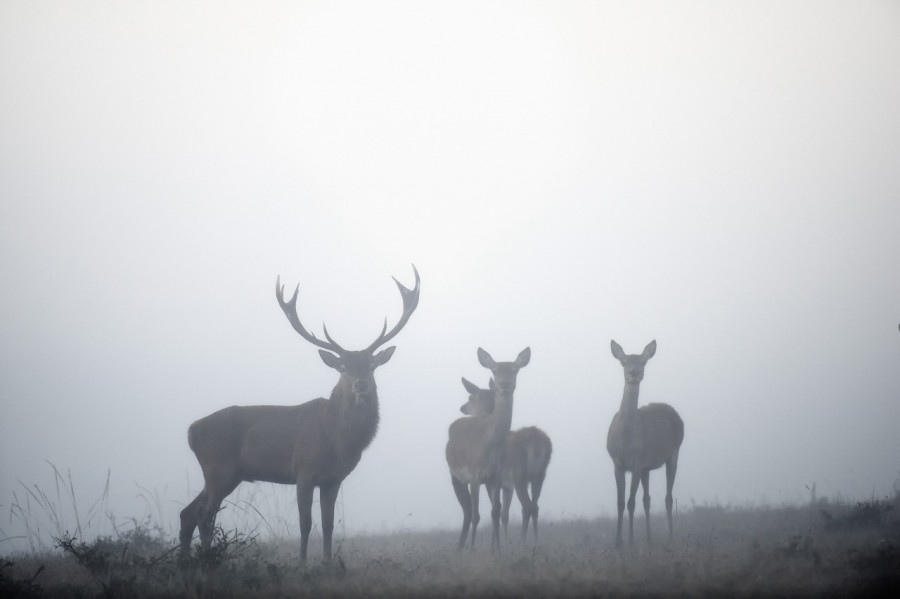 Cerf élaphe pendant le brame du cerf en Charente-Maritime Cerf élaphe pendant le brame du cerf en Charente-Maritime