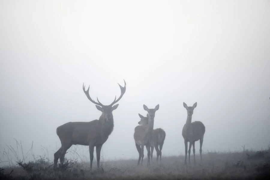 Cerf élaphe pendant le brame du cerf en Charente-Maritime Cerf élaphe pendant le brame du cerf en Charente-Maritime