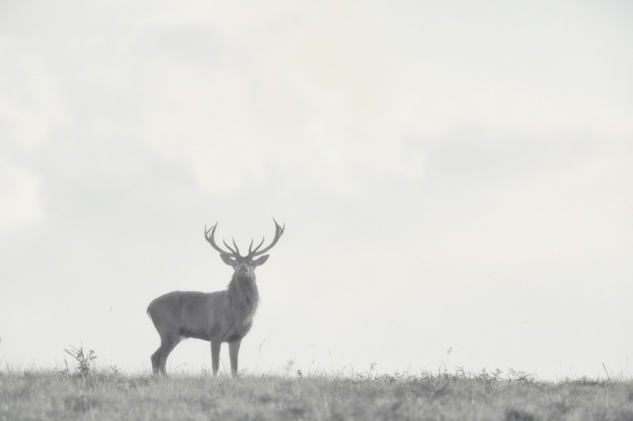 Cerf élaphe pendant le brame du cerf en Charente-Maritime Cerf élaphe pendant le brame du cerf en Charente-Maritime