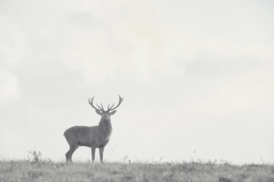 Cerf élaphe pendant le brame du cerf en Charente-Maritime Cerf élaphe pendant le brame du cerf en Charente-Maritime