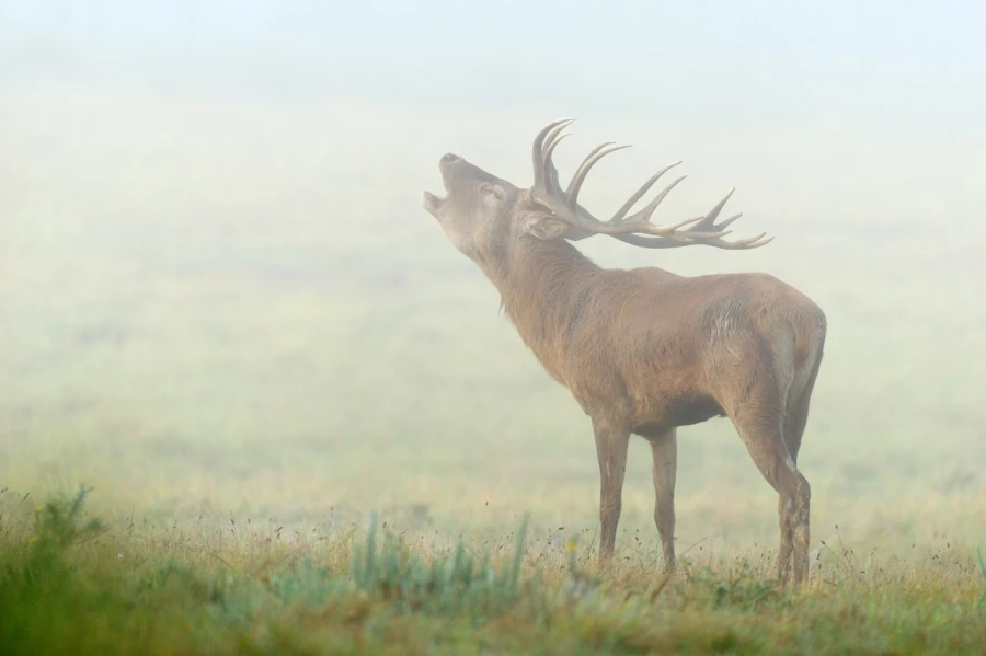 Cerf élaphe pendant le brame du cerf en Charente-Maritime Cerf élaphe pendant le brame du cerf en Charente-Maritime