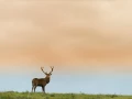 Cerf élaphe pendant le brame du cerf en Charente-Maritime
